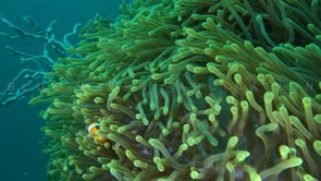 0691_Clownfish in green sea anemone