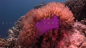 0757_clownfish open purple anemone