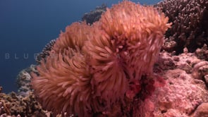 0758_clownfish in purple anemone and strong current