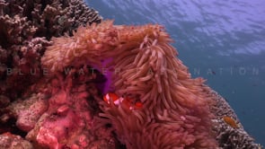 0759_clownfishes in purple anemone