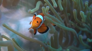 0760_clownfishes cleaning sea anemone