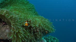 0761_clownfishes in green sea anemone