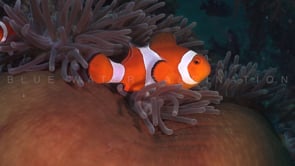 0762_Clownfish close up