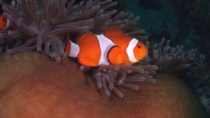 0763_Clownfishes in beg sea anemone