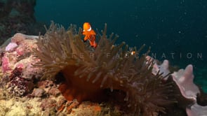 0764_Clownfishes reef scenery