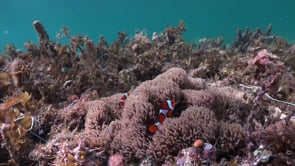 0765_Clownfishes and sea grass