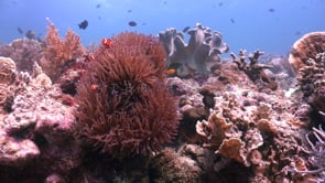 1170_Coral reef with clownfishes static wide angle shot