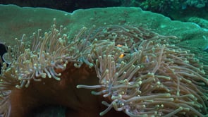 1196_Clownfish swimming in open sea anemone