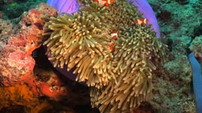 1435_Clownfish in purple anemone