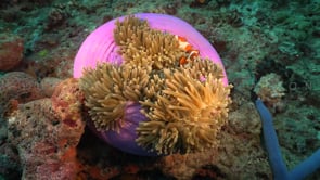 1440_Clownfish hiding pink anemone