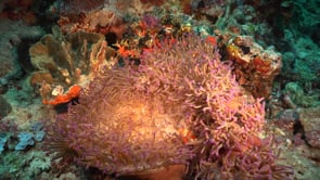 1442_Clownfish in anemone on coral reef