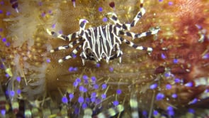 0140_Zebra crab on fire urchin