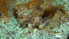 0180_Boxer crab close up