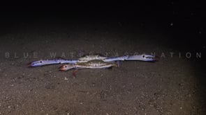 0241_Two swimmer crab mating at night
