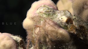 0350_Spider crab close up at night