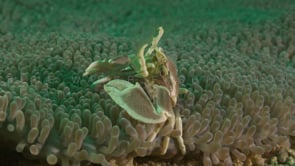 0459_Porcelain crab feeding