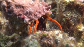 0608_Hermit crab close up
