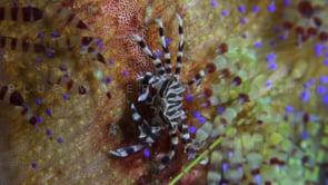 0834_Zebra crab walking on fire urchin