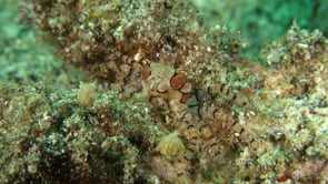 0840_Boxer crab on coral reef