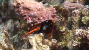 0888_small hermit crab super close up