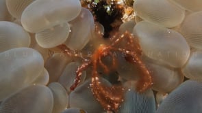 0905_Orangutan crab in bubble coral