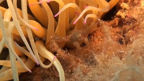 0918_Spider crab hiding behind sea anemone