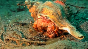 1438_Hermit crab in shell super close up