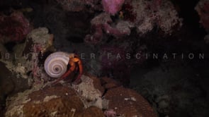 1737_Red hermit crab walking on reef at night