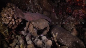 1738_Sponge crab on coral reef at night