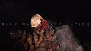 1748_Red hermit crab on coral reef at night