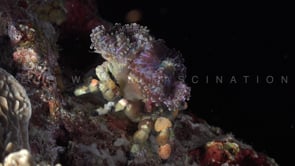 1968_Decorator crab close up at night