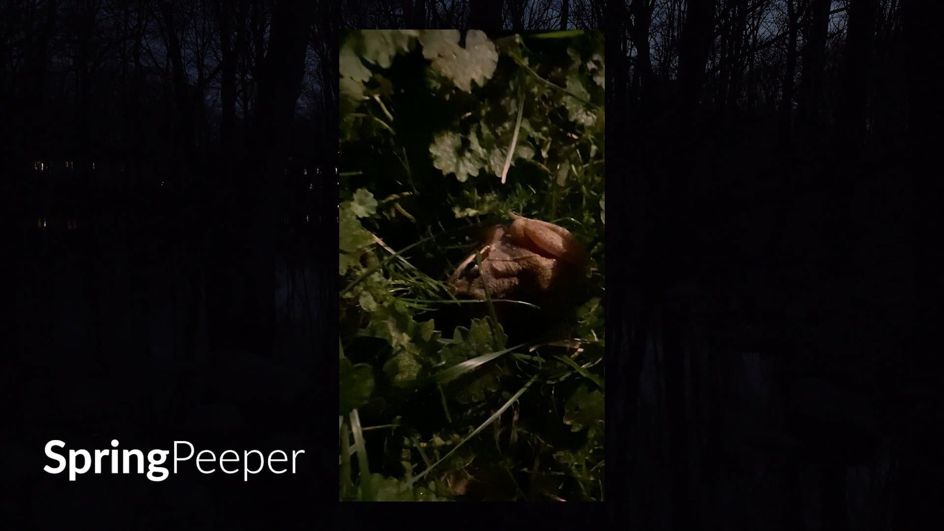 suburban safari_nature's symphony