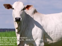 Lote 09