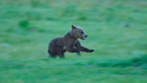 ORPHAN GRIZZLY CUB-STOCK