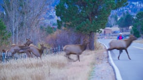 ELK HABITAT FRAGMENTATION-STOCK-01