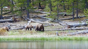 GRIZZLY & TRIPLETS-STOCK