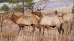 ELK HABITAT FRAGMENTATION-STOCK-03