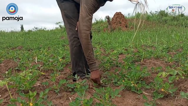 Culture d’arachide