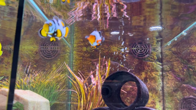 Clownfish WYSIWYG 15 video