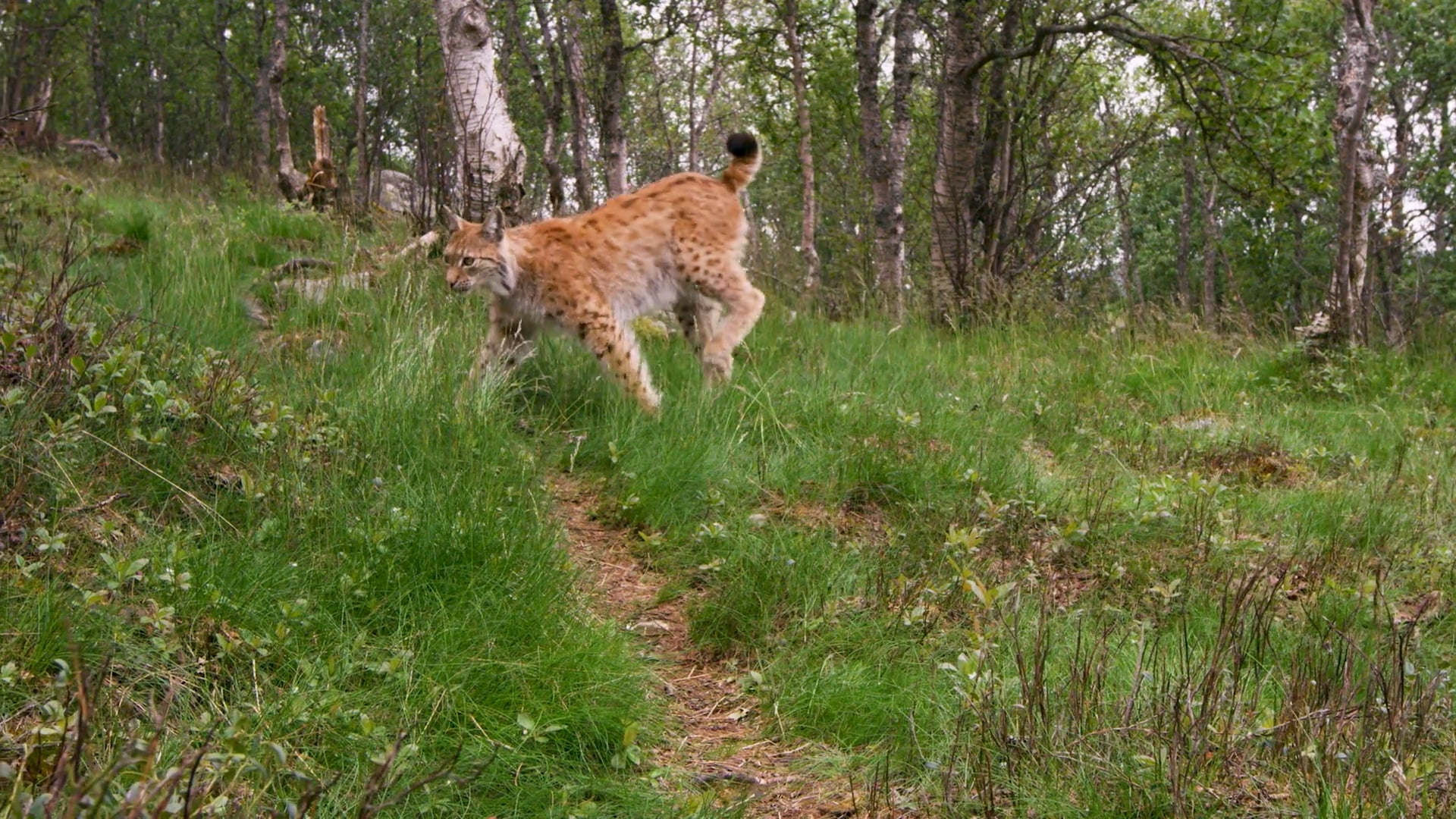 Suburban Safari Trailer