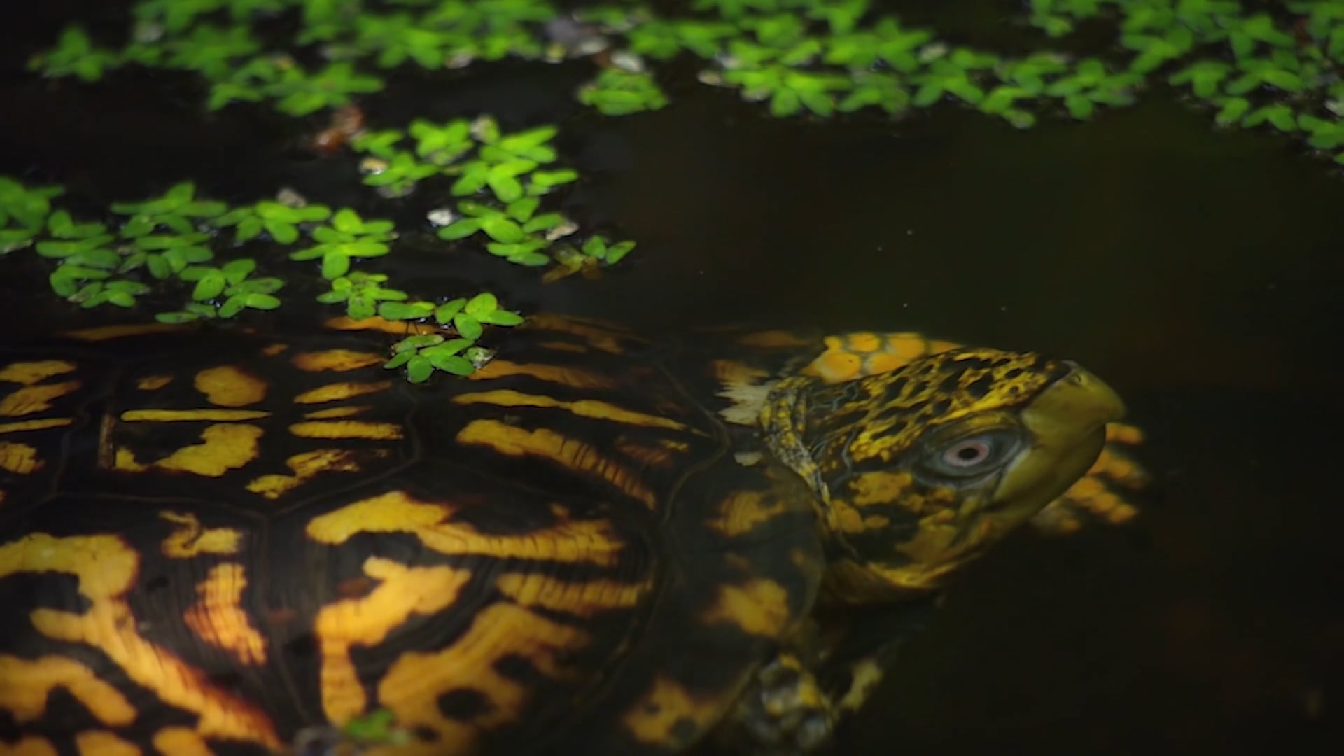suburban safari_box turtle