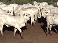 Lote 02C
