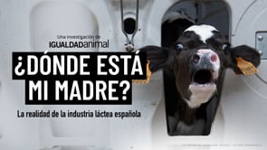 MALTRATO animal en la INDUSTRIA LÁCTEA al descubierto: Nueva INVESTIGACIÓN en España
