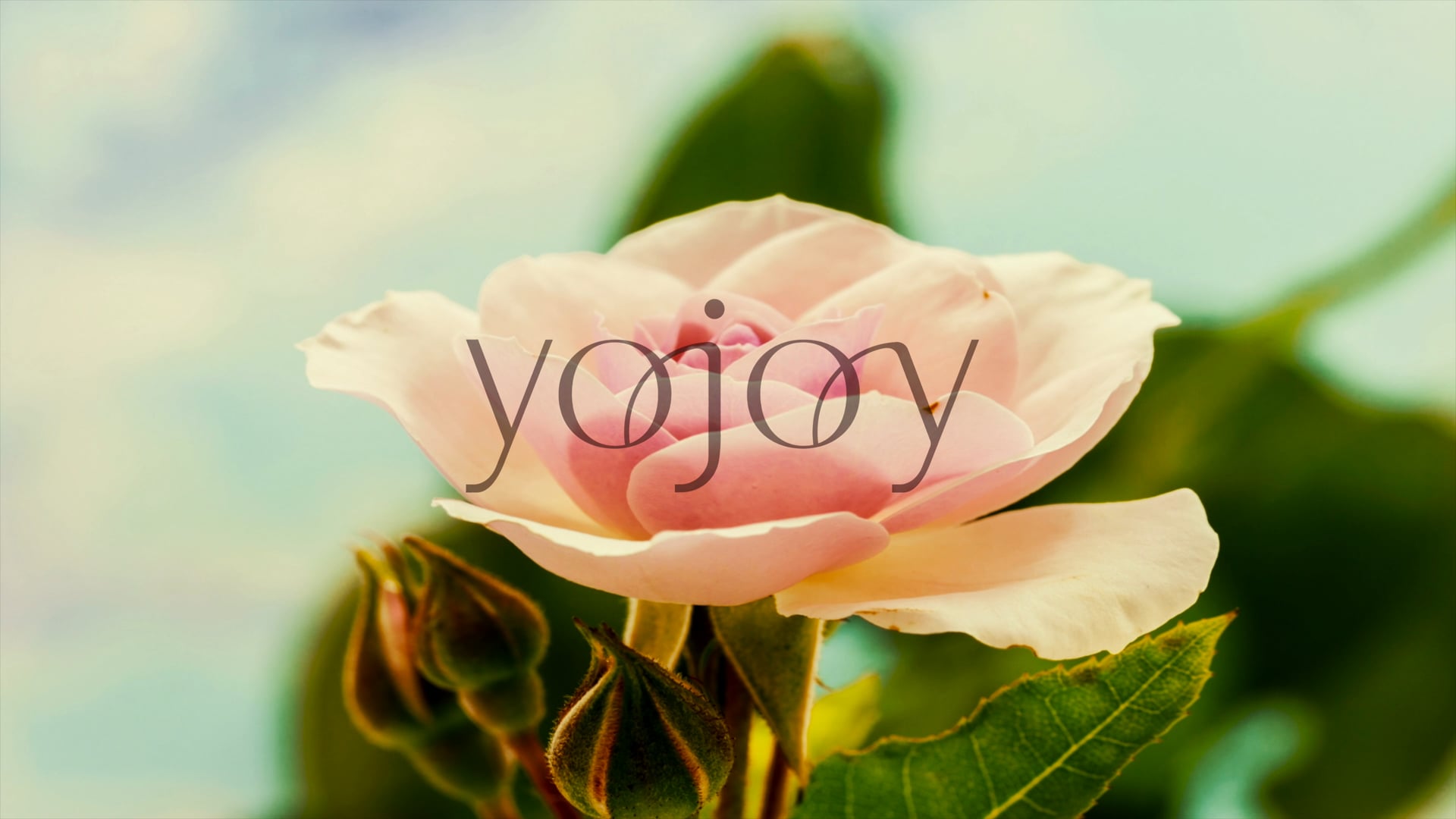 Wacoal  YoJoy Brand Movie