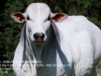 Lote 02