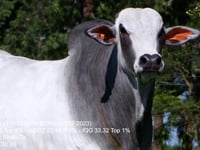 Lote 05
