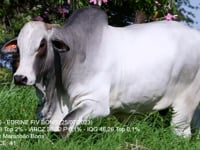 Lote 07