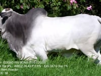 Lote 12