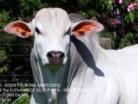 Lote 21
