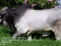 Lote 24